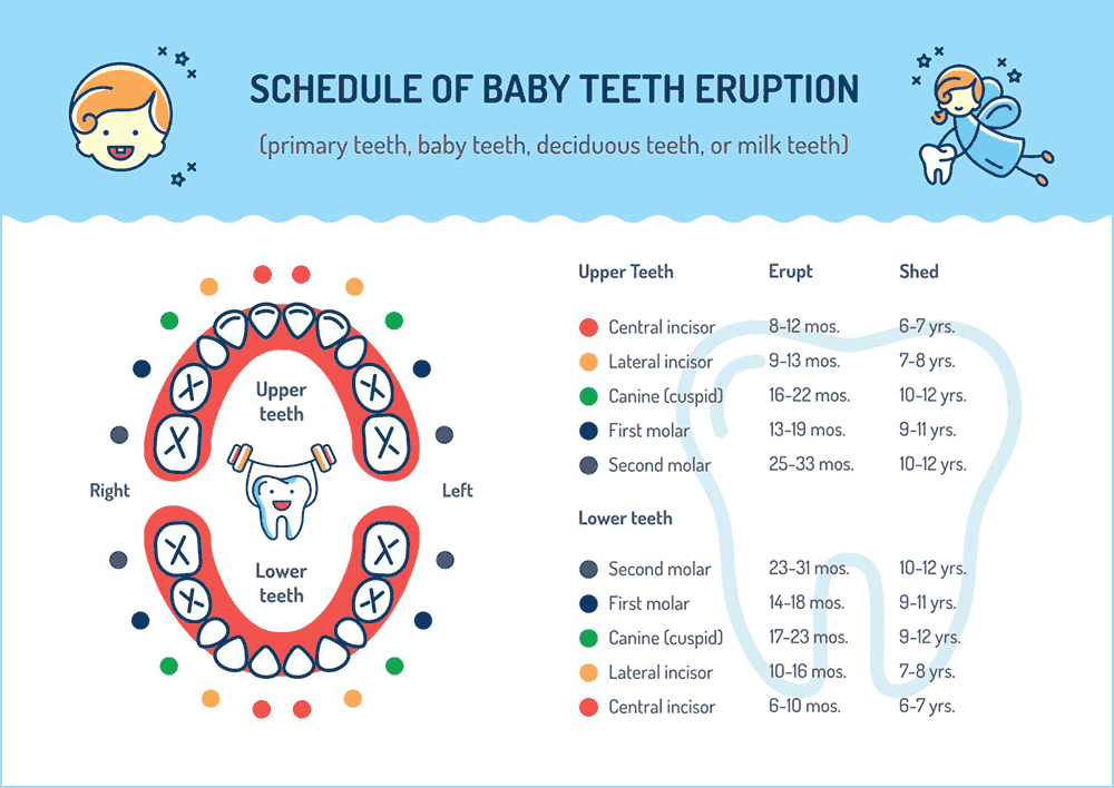 pediatric-dentisty-baby-teeth-schedule Your child's first dental visit with one of the premier providers of pediatric dentistry for children in San Jose will be easy.